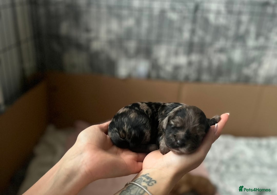 Cockapoo dogs for sale: Beautiful cockapoo puppies for sale  - Advert 9