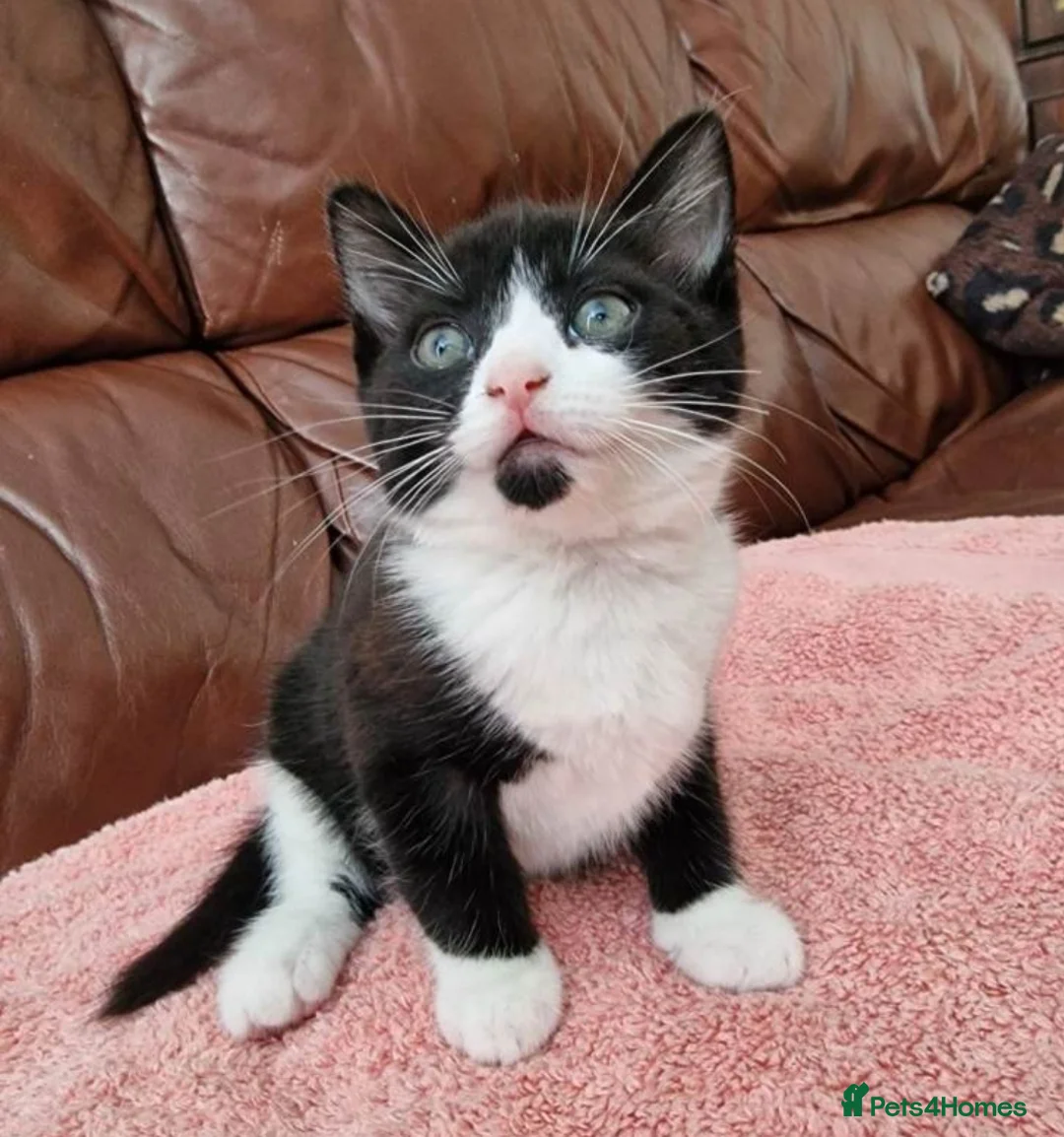 Mixed Breed cats for sale: 2 beautiful kittens  - Advert 2