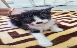 British Longhair cats for sale: Kittens - Image 3
