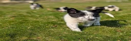 Border Collie dogs for sale: 1 pup left of the litter - Advert 5