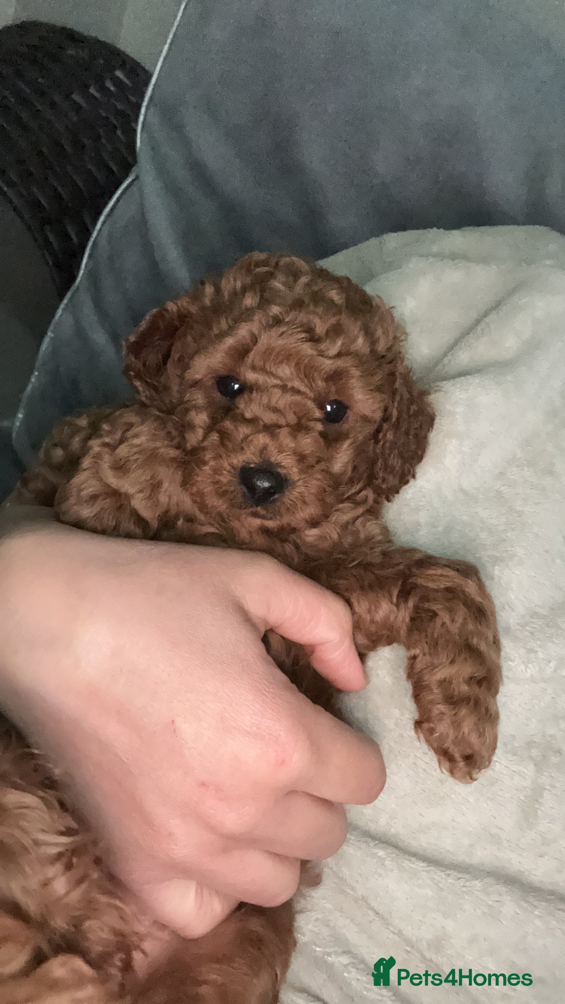 Miniature Poodle dogs KC REG MINIATURE RED POODLES - Advert 1