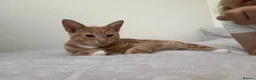 Domestic Shorthair cats for sale: 2 cream boys with all belongings  - Advert 12