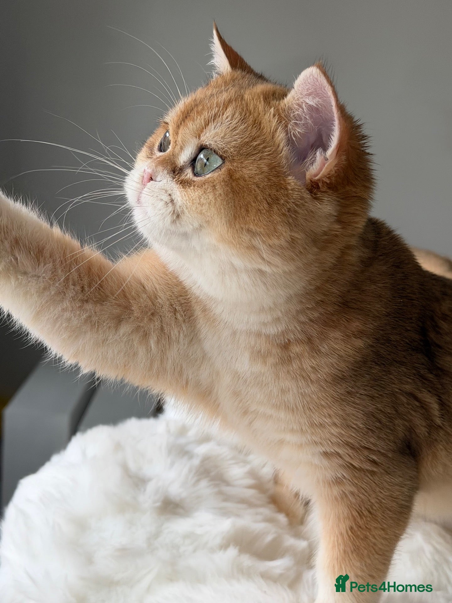 British Shorthair cats for sale: British Shorthair Golden kittens  - Advert 1