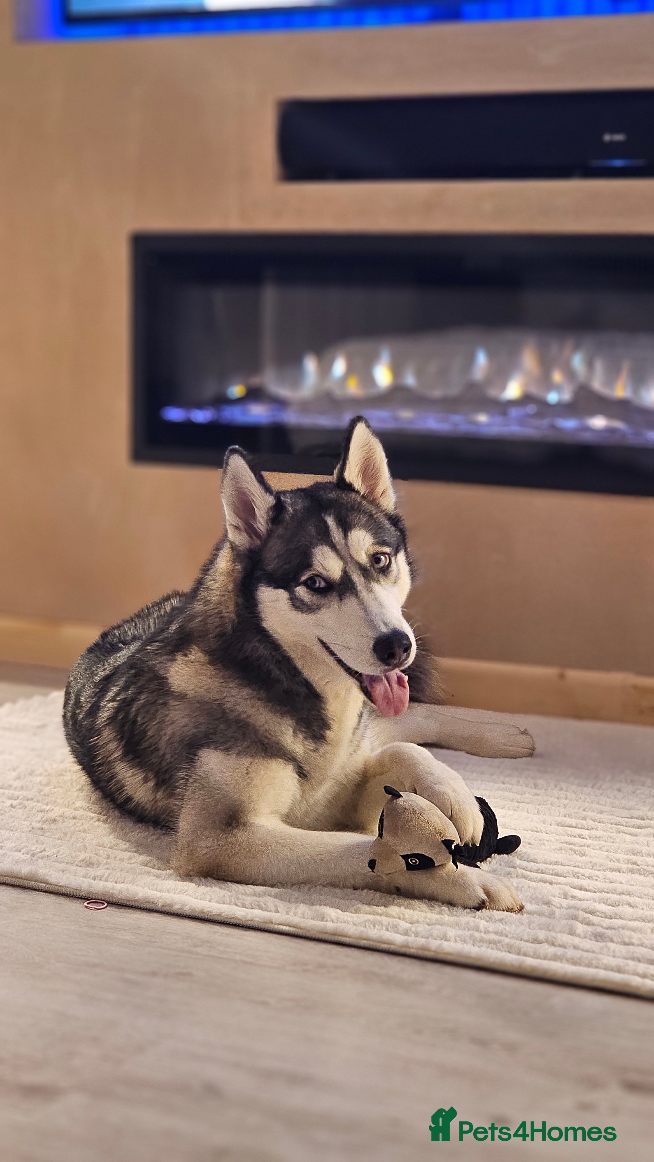 Siberian Husky dogs Siberian Husky 1 Year Old - Advert 2