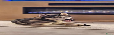 Siberian Husky