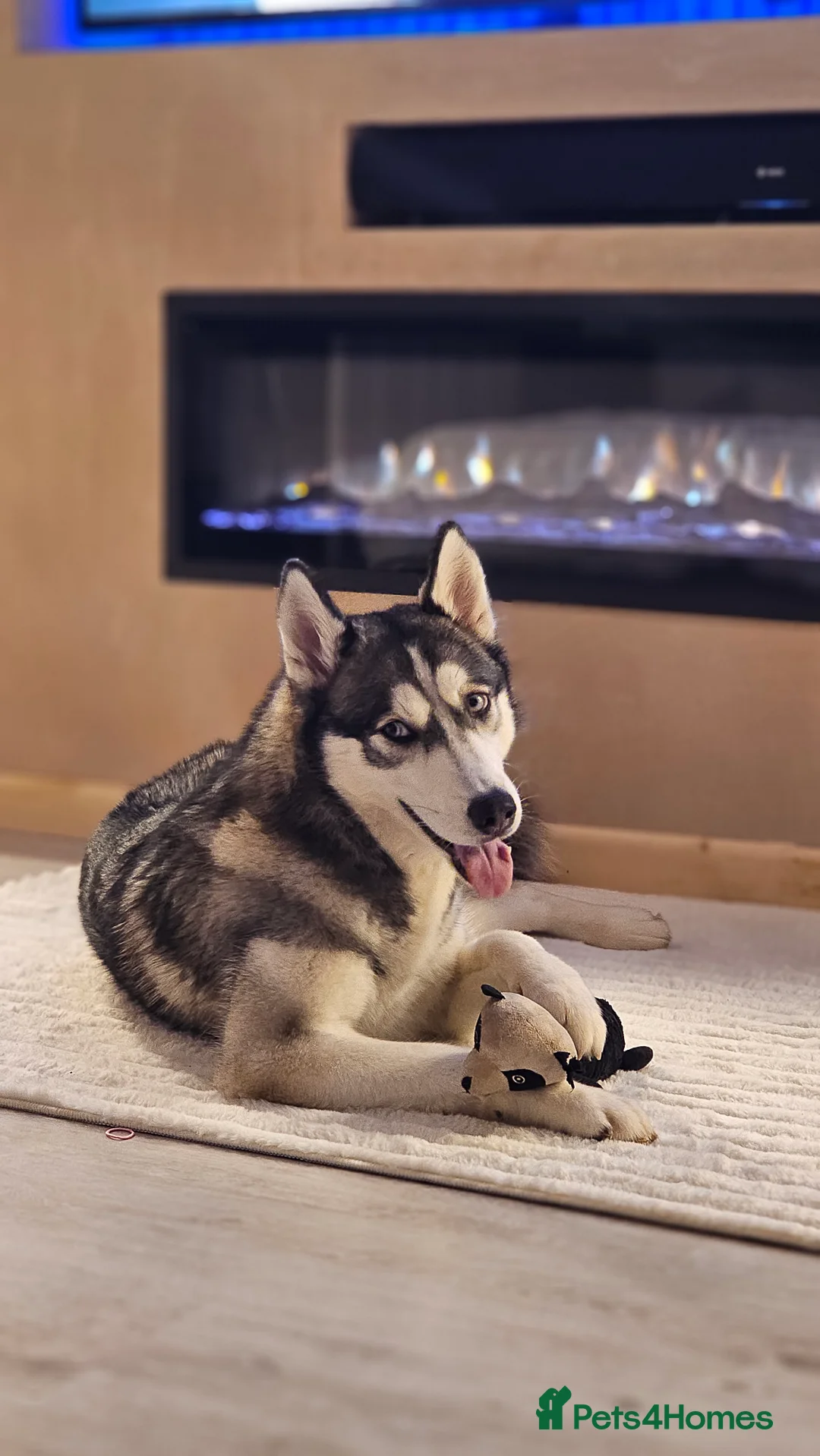 Siberian Husky dogs for sale: Siberian Husky 1 Year Old - Advert 1