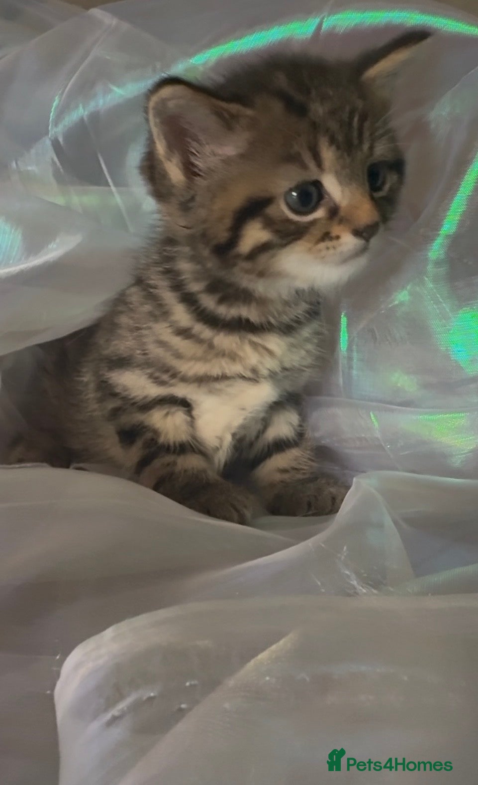 Mixed Breed cats 2 KITTENS REMAINING READY TO LEAVE - Advert 7