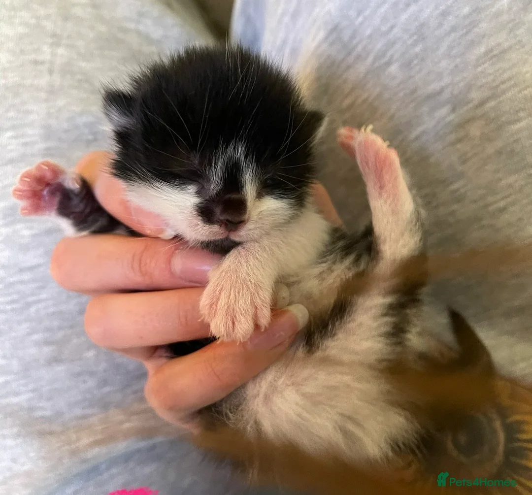 Domestic Shorthair cats for sale: Black & White kittens - Advert 2