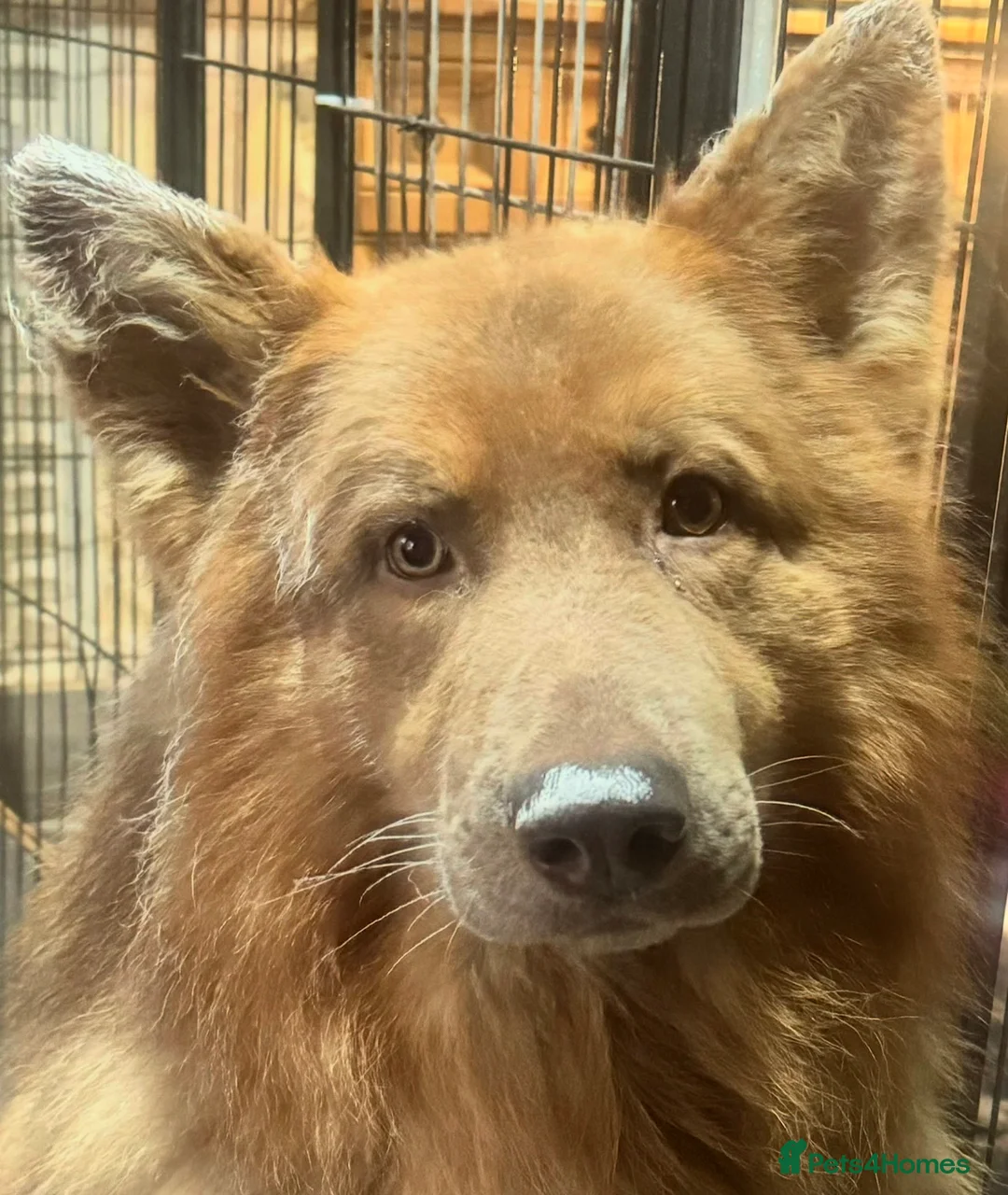 German Shepherd dogs for sale: Male German shepherd - Advert 2