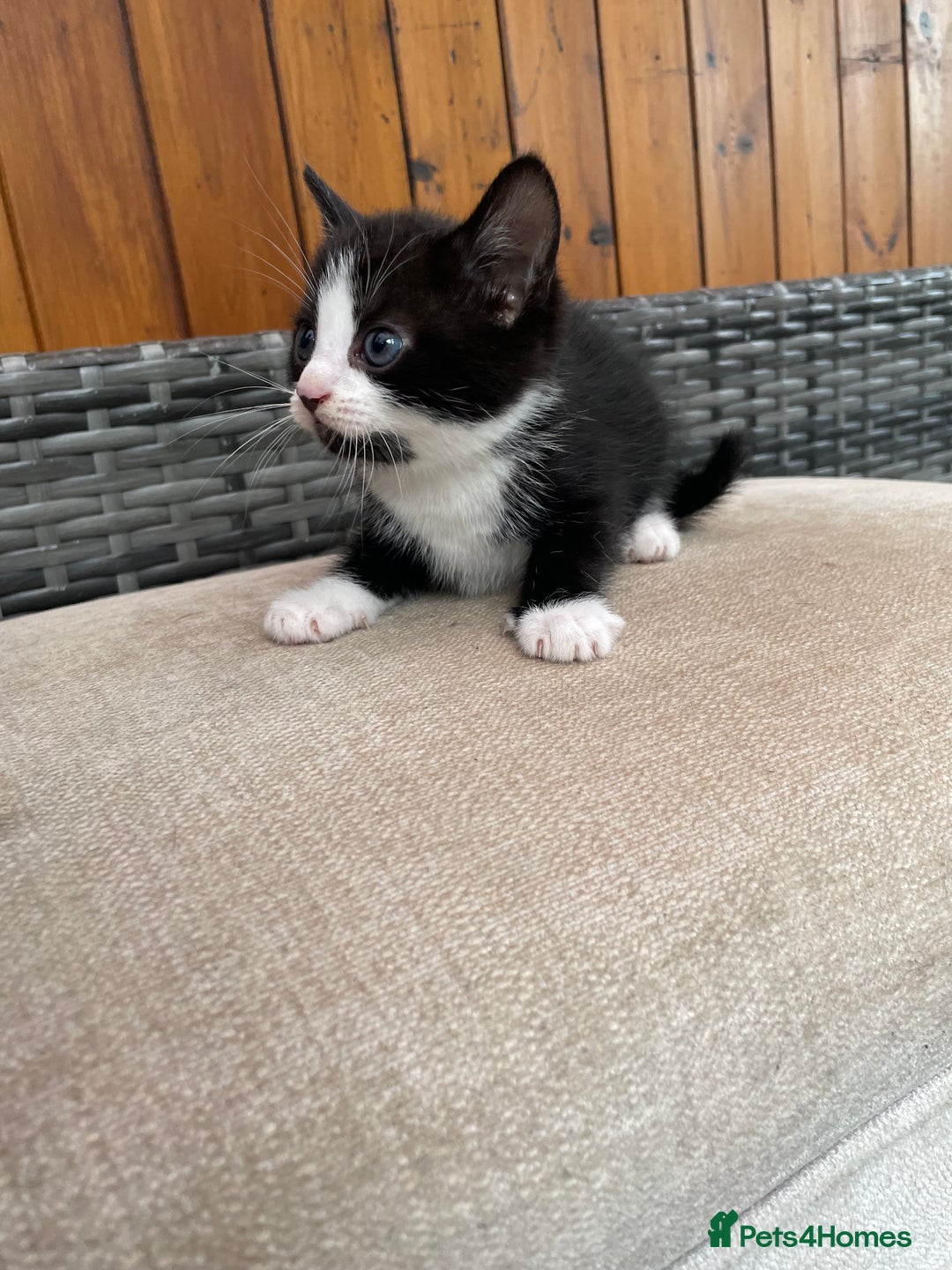 Mixed Breed cats for sale: Two male tuxedo kittens  - Image 3