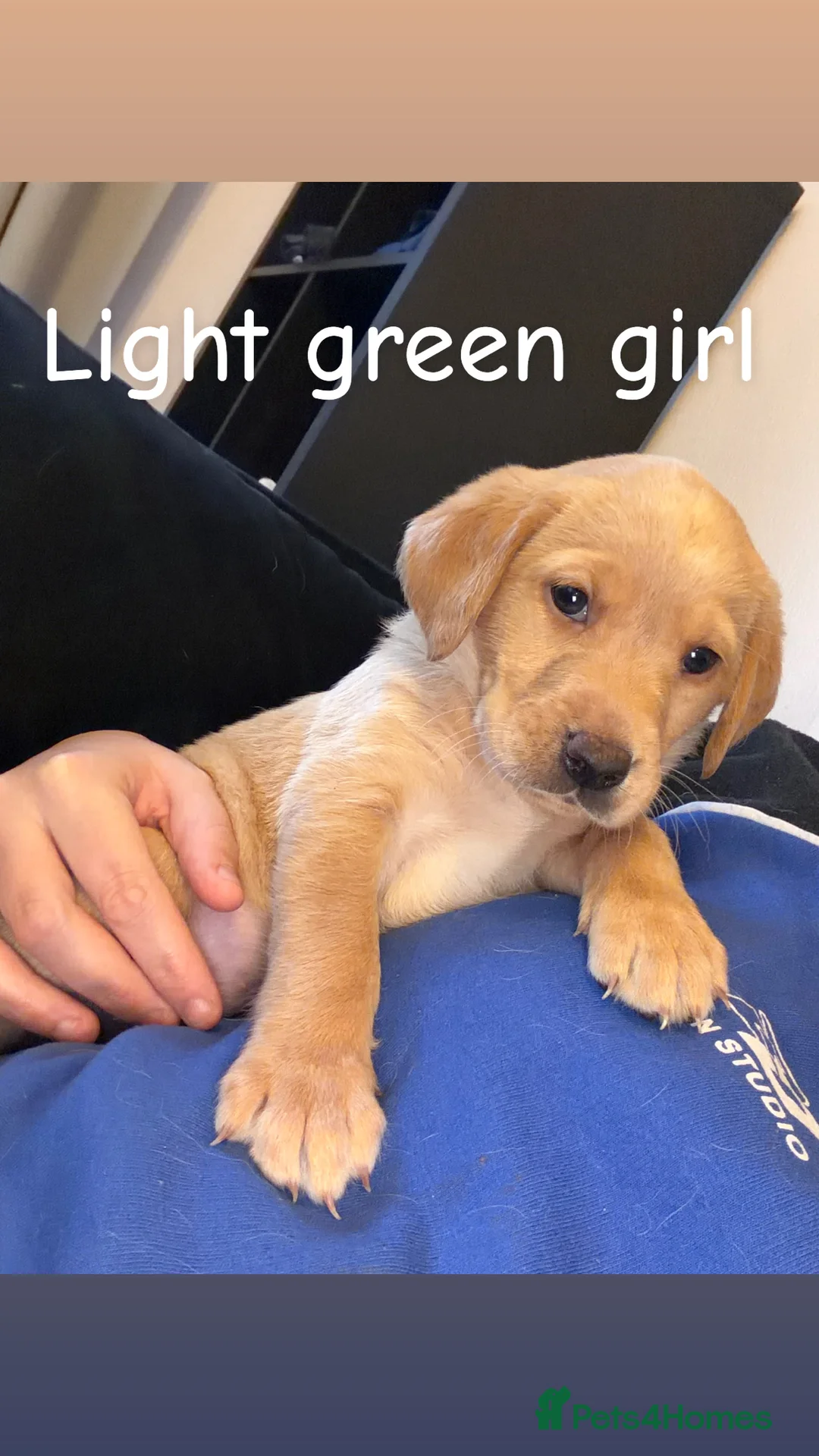 Labrador Retriever dogs for sale: Now have 5 Labrador Retriever Puppies for Sale 🐾 - Advert 22