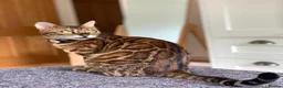 Bengal cats for sale: Fendi & Bagheera–Beautiful, Loving Bengal Pair - Advert 10