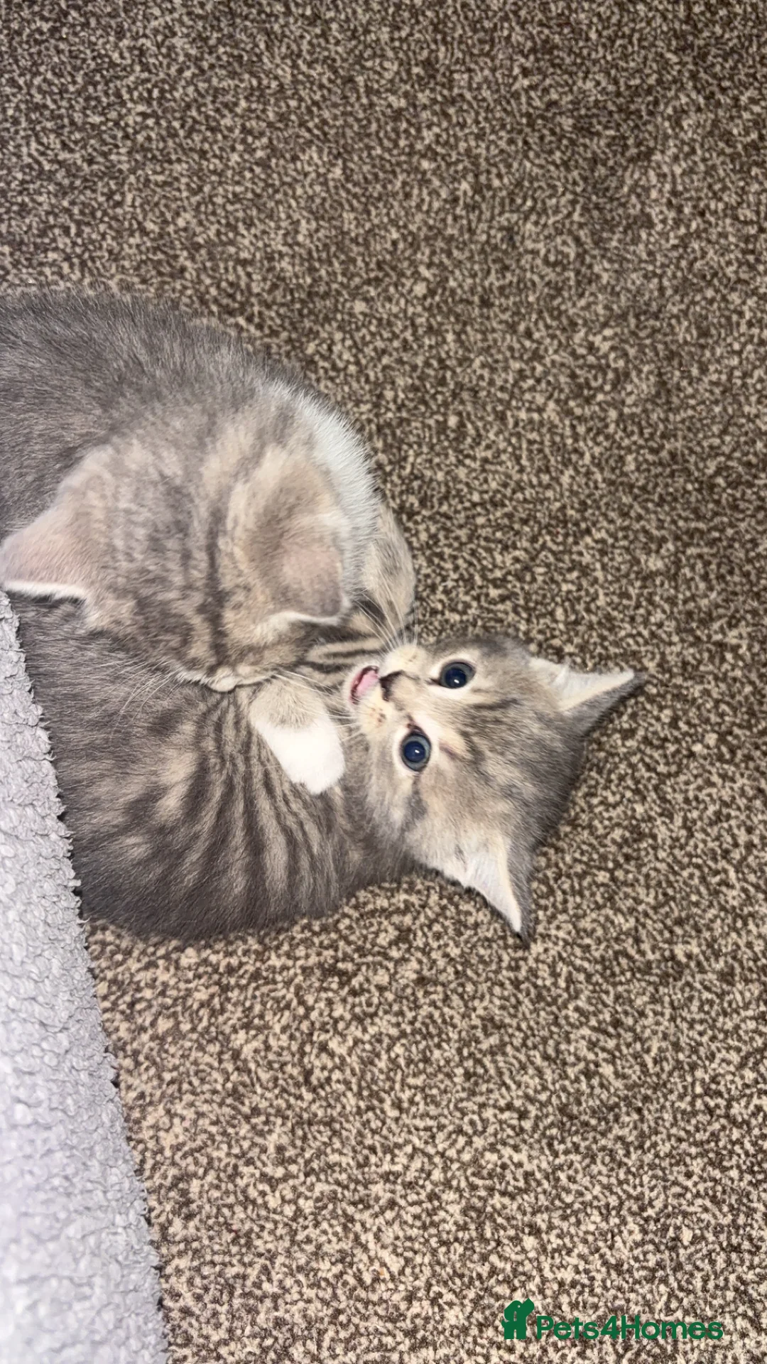 Mixed Breed cats for sale: Beautiful kittens  - Advert 2