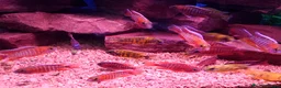 Other/Mixed Breed fish for sale: Manchester Pet's and Aquatics - Full Stock List - Advert 11