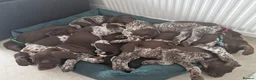 German Shorthaired Pointer dogs for sale: KC Registered German Shorthaired Pointer Puppies - Advert 23