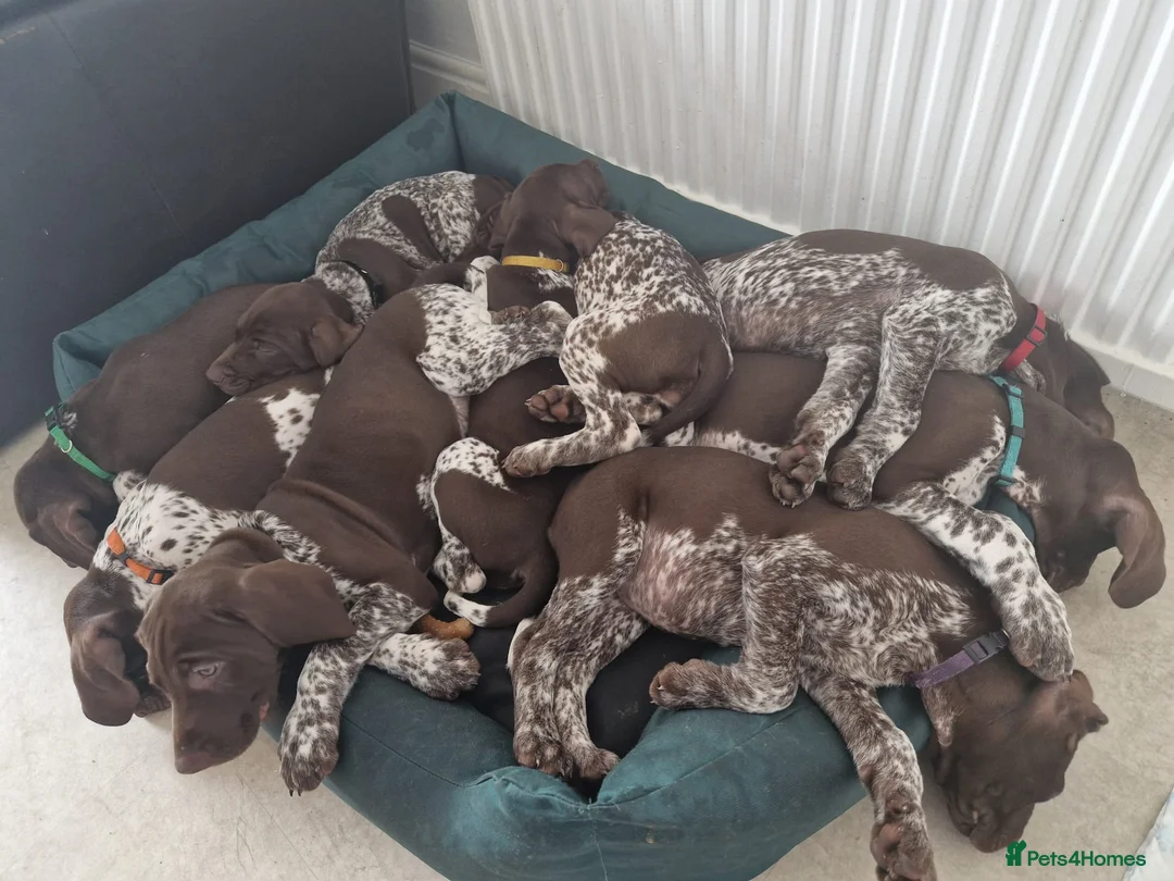 German Shorthaired Pointer dogs for sale: KC Registered German Shorthaired Pointer Puppies - Advert 23