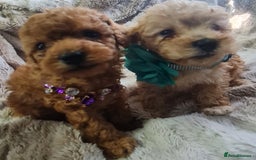 Toy Poodle dogs for sale: Tiny kc puppies,DNA&Genetic tested parents  - Image 8