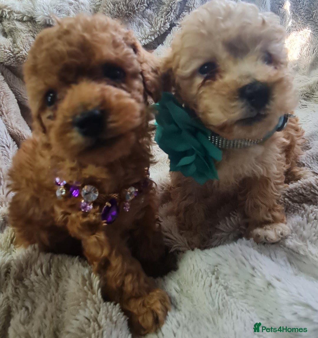 Toy Poodle dogs for sale: Tiny kc puppies,DNA&Genetic tested parents  - Image 8