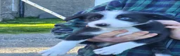 Mixed Breed dogs for sale: Border x Beardie Collies - Advert 14