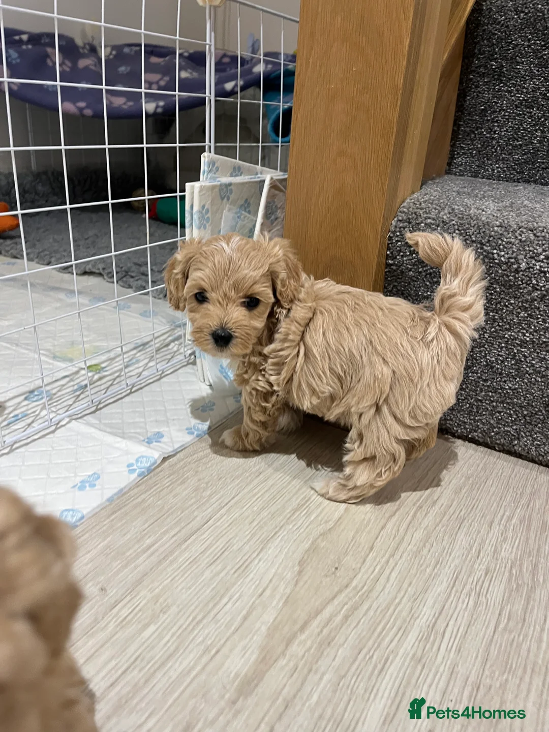 Maltipoo dogs for sale: Gorgeous Maltipoo Pups looking for their new home  - Advert 6