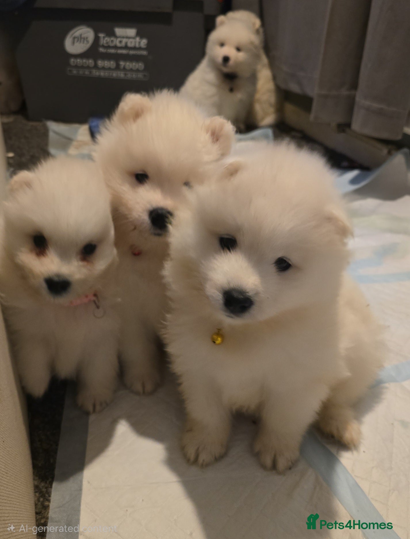 Samoyed dogs Registered samoyed puppies  - Advert 1