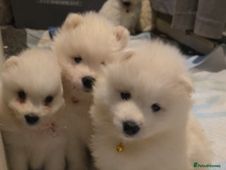 Samoyed dogs Registered samoyed puppies - Advert 1