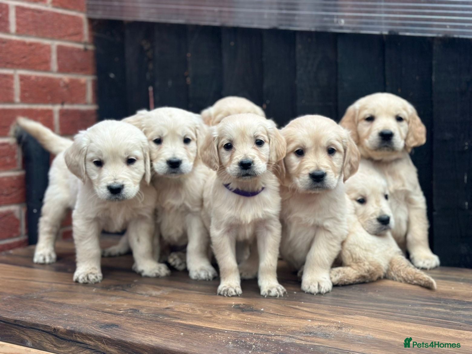 Golden Retriever dogs *READY NOW* Pedigree Golden Retriever Puppies  - Advert 6