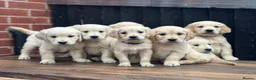 Golden Retriever dogs for sale: *OUTSTANDING* Golden Retriever Puppies  - Advert 14