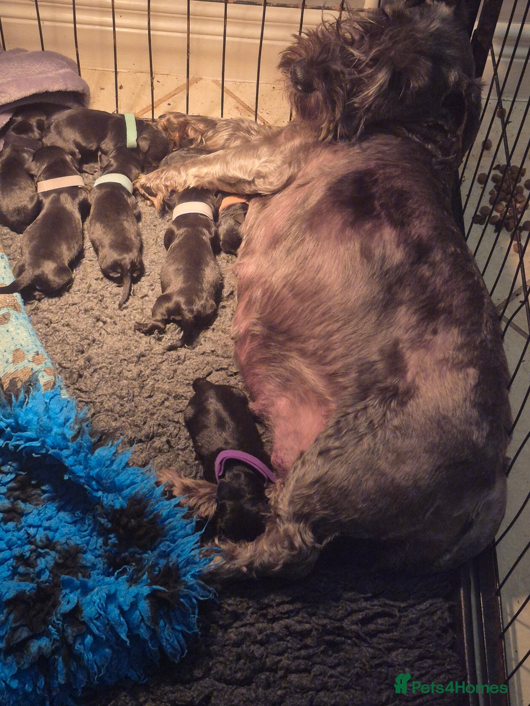 Cesky Terrier dogs for sale: CESKY TERRIER PUPPIES. advance notice - Advert 23