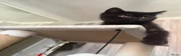 Scottish Fold cats for sale: Beautiful Scottish Fold & Straight Female Kittens - Advert 9