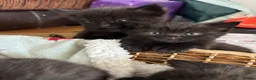 Mixed Breed cats for sale: 4 kittens ready for forever homes  - Advert 8