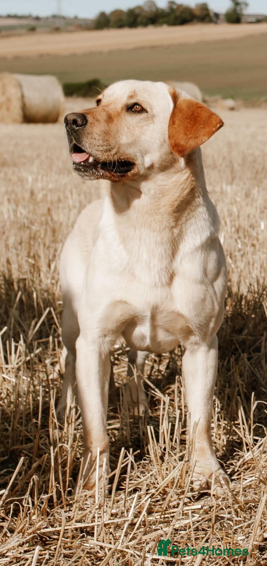 Labrador Retriever dogs for stud: Labrador Stud - Advert 2