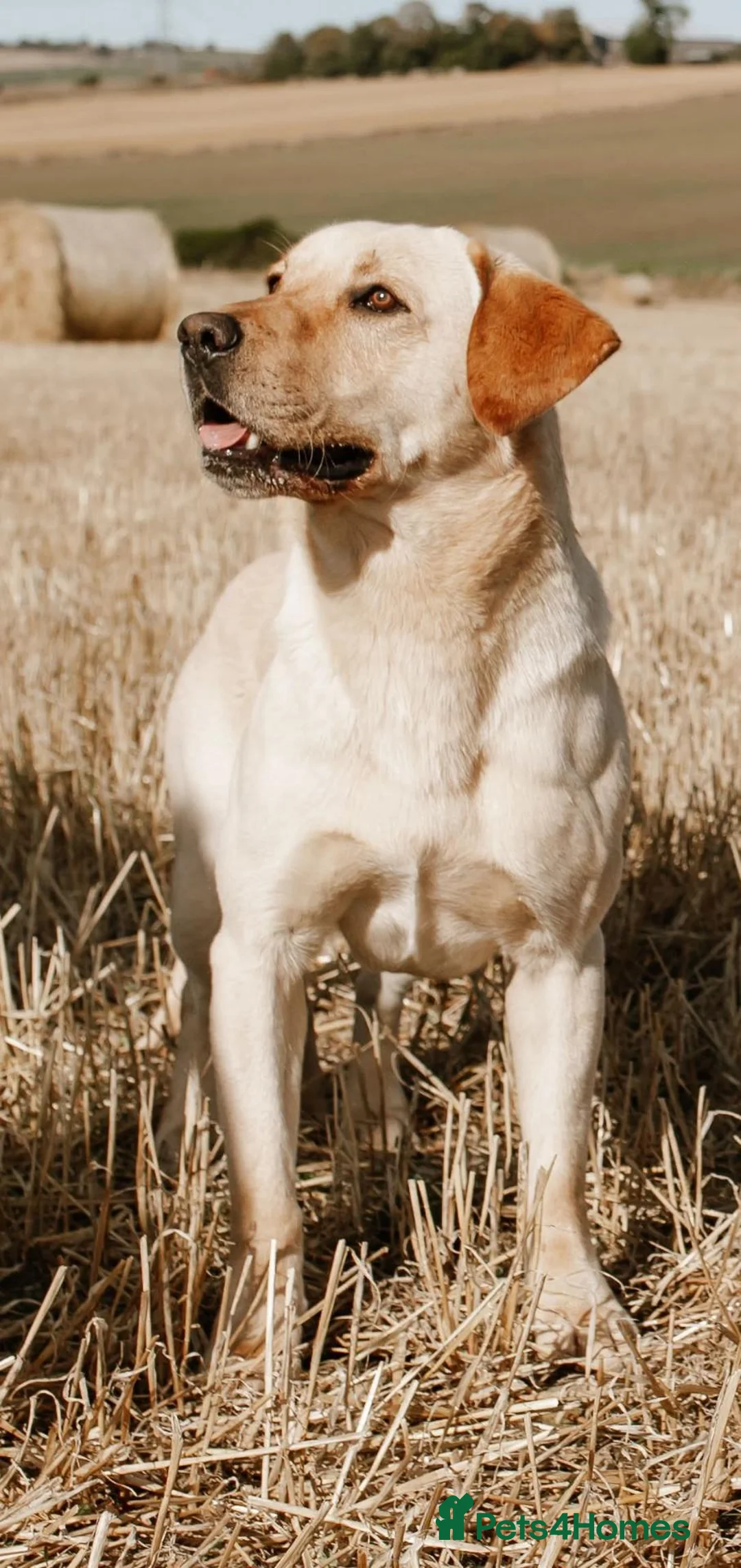 Labrador Retriever dogs for stud: Labrador Stud - Advert 1