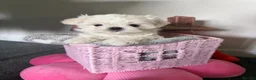 Maltese dogs for sale: Tiny KC Korean Maltese Puppies🩷🩵 - Advert 3
