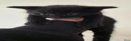 Domestic Shorthair cats for sale: Kittens  - Advert 2