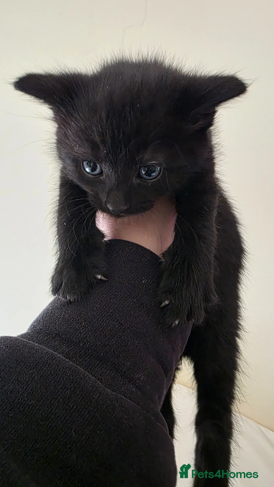 Domestic Shorthair cats for sale: Kittens  - Advert 2