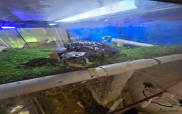 Turtle reptiles for sale: 3x Yellow slider turtles - Image 7