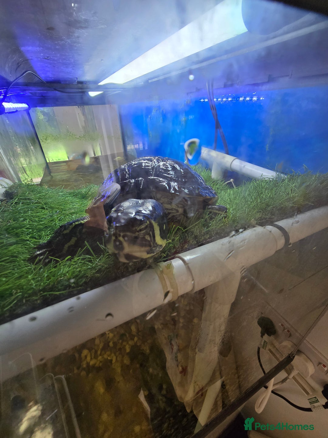 Turtle reptiles for sale: 3x Yellow slider turtles - Image 7