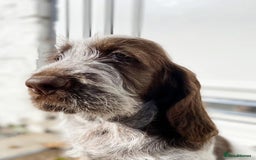 Italian Spinone dogs for sale: ITALIAN SPINONE WAITING LIST OPEN -DUE OCT - Image 3