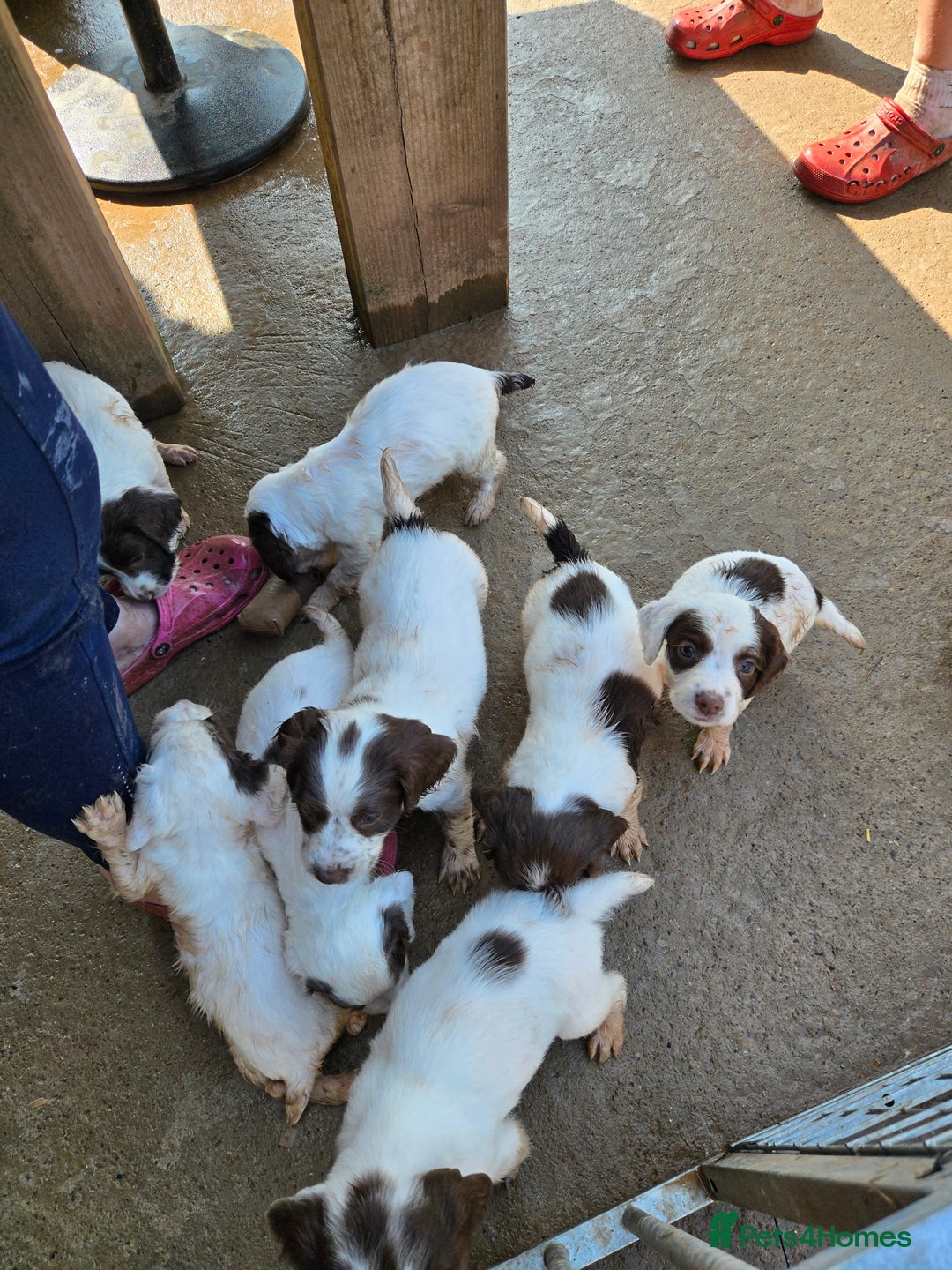 English Springer Spaniel dogs for sale: Calm,Adorable, beautiful Springer spaniel puppies. - Image 10