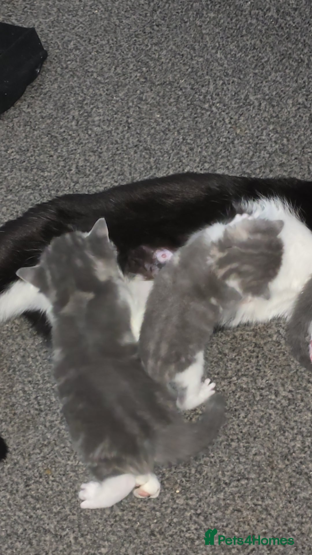 Russian Blue cats for sale: Part Russian blue kitten  - Image 3