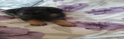 German Shepherd dogs for sale: Straight backed german shepherd puppies - Advert 3