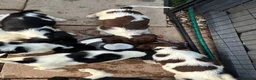 English Springer Spaniel dogs for sale: Beautiful springer spaniel puppies  - Advert 9