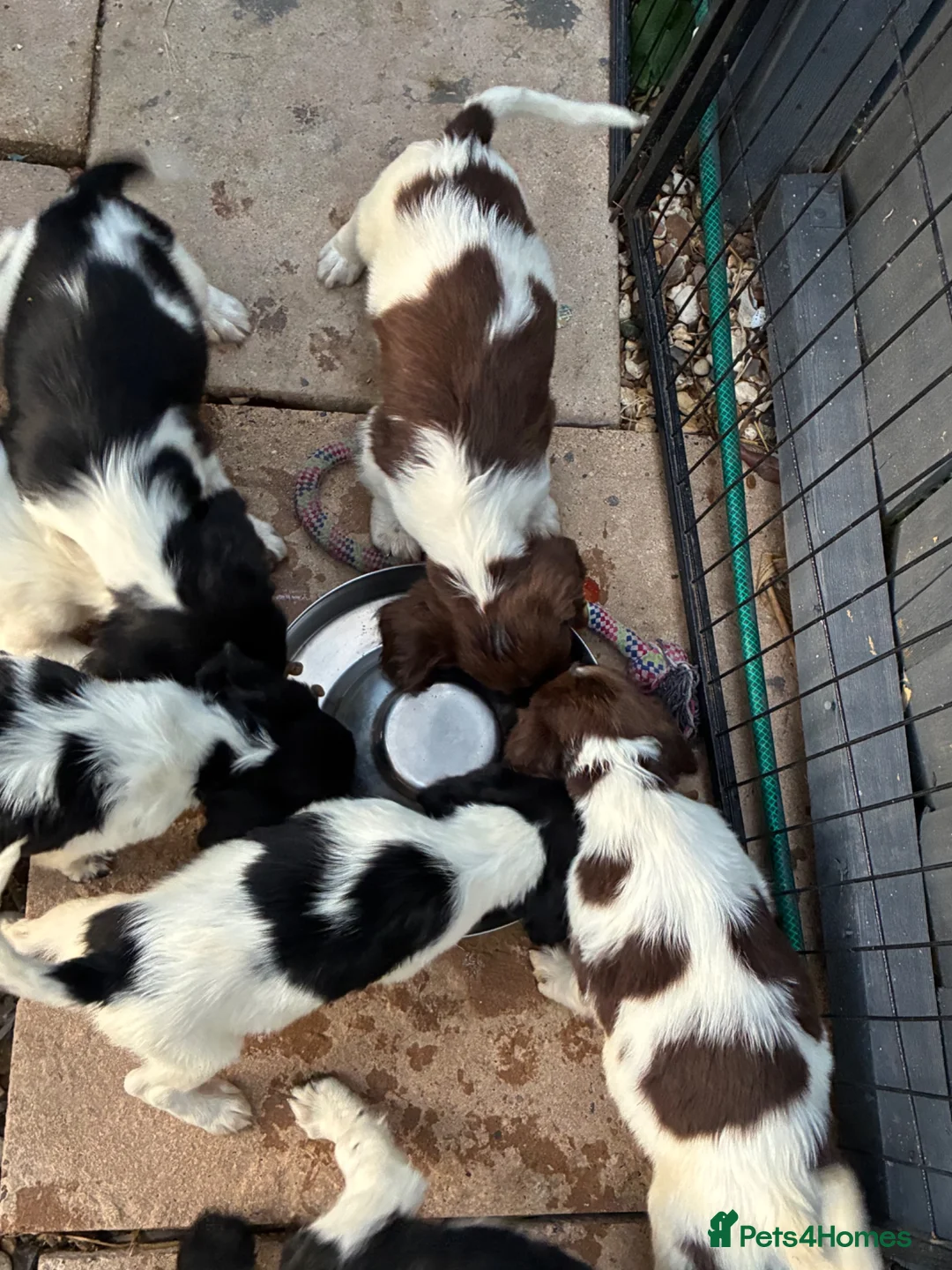 English Springer Spaniel dogs for sale: Beautiful springer spaniel puppies  - Advert 9