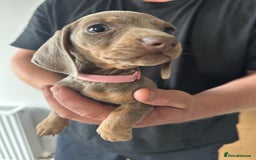 Miniature Dachshund dogs for sale: Miniature dachshund puppies  - Image 2