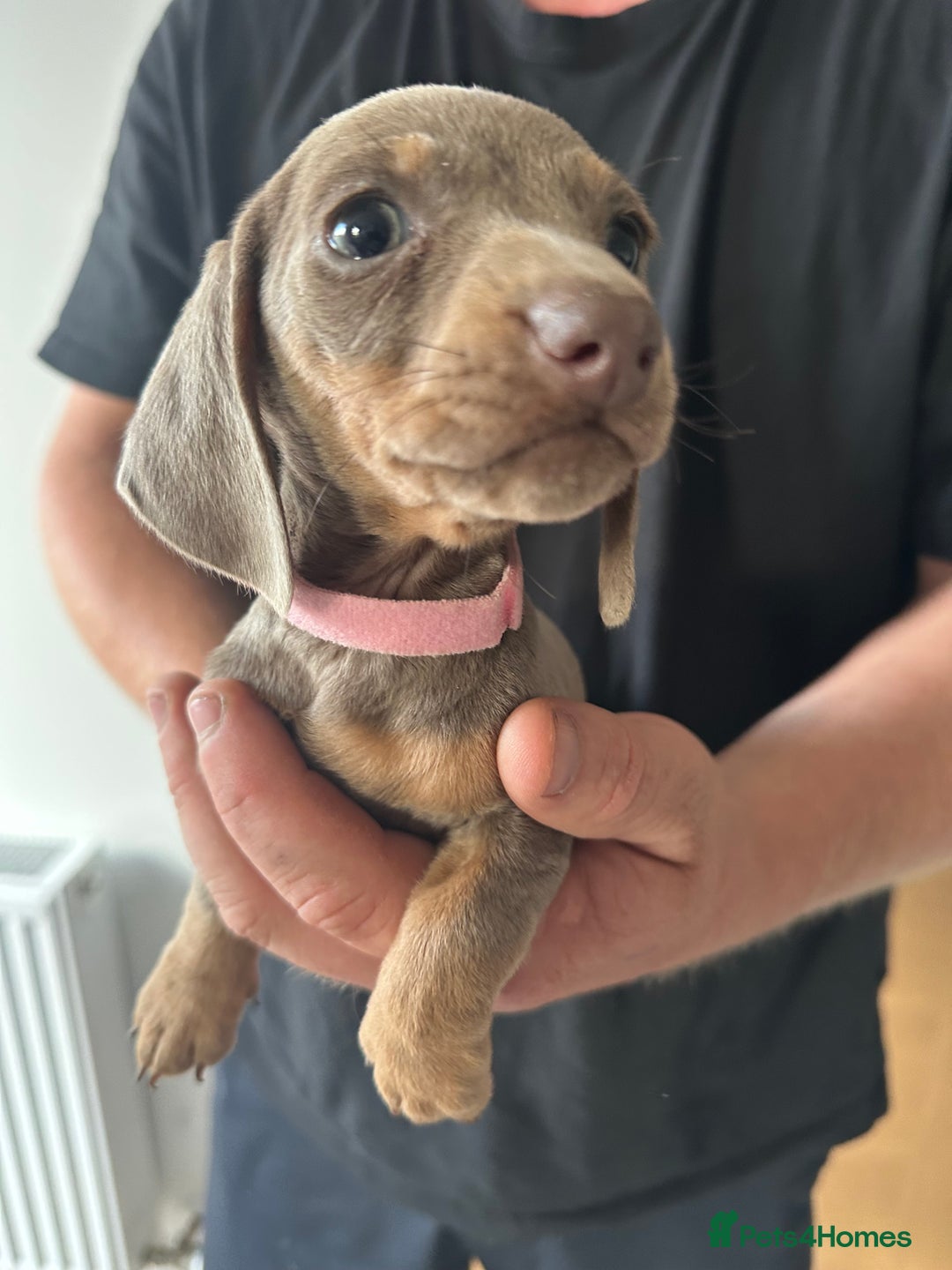 Miniature Dachshund dogs for sale: Miniature dachshund puppies  - Image 2