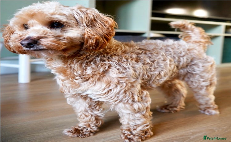 Maltipoo dogs - Advert 10