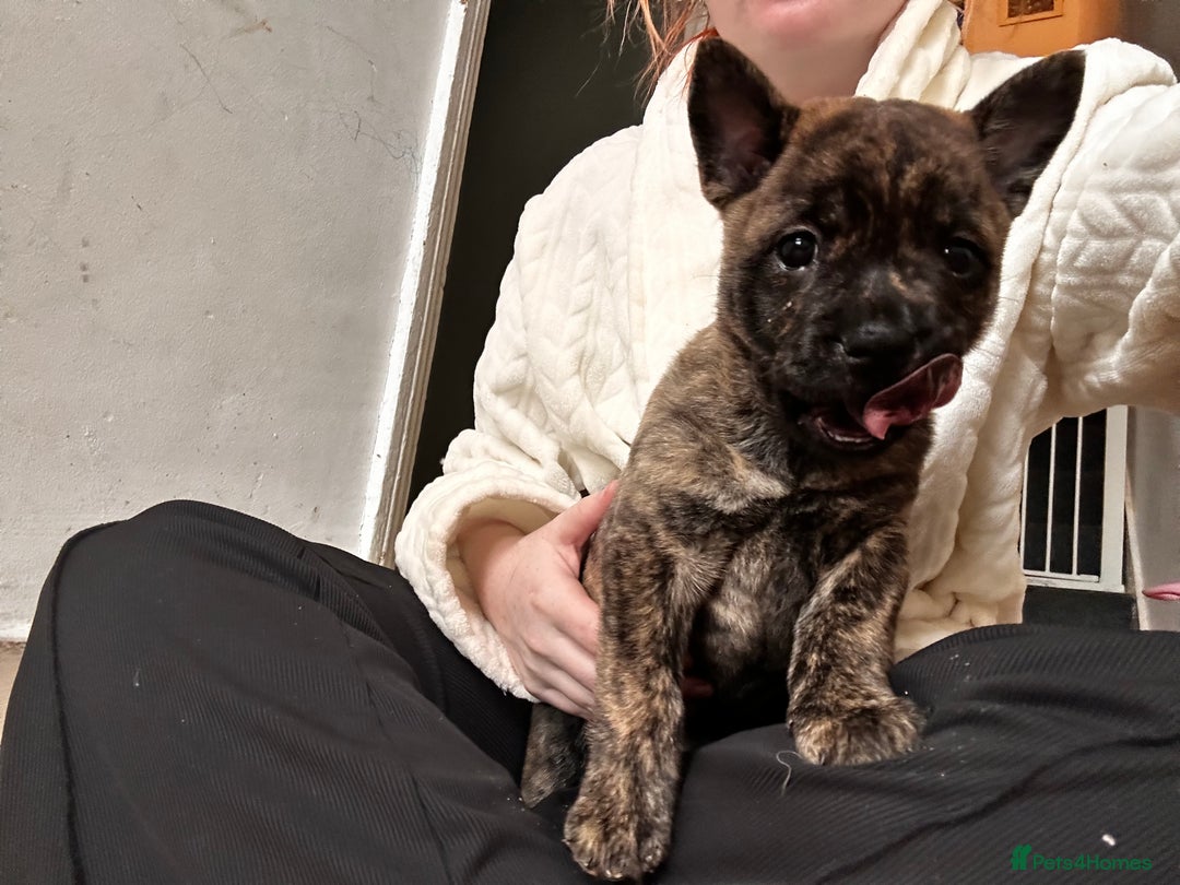 Mixed Breed dogs for sale: Beautiful French chows ready to leave!  - Image 26