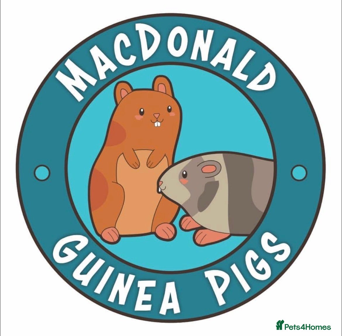 Guinea Pig rodents WE RESCUE GUINEA PIGS, RABBITS, CHINCHILLAS ECT - Advert 1