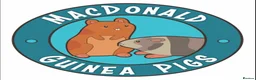 Guinea Pig rodents for sale: WE RESCUE GUINEA PIGS, RABBITS, CHINCHILLAS ECT - Advert 1